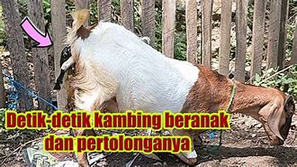 Kambing Beranak No Togel